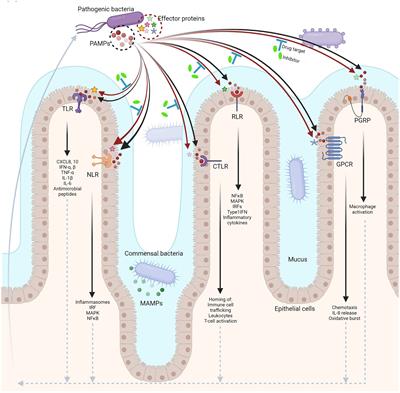 Play the plug: How bacteria modify recognition by host receptors?